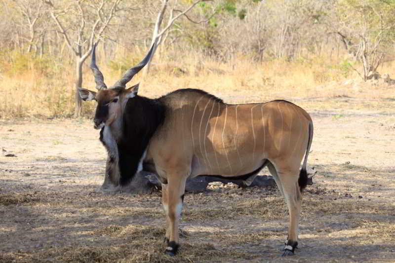 Fathala Wildlife Reserve Toubakouta Экстерьер фото