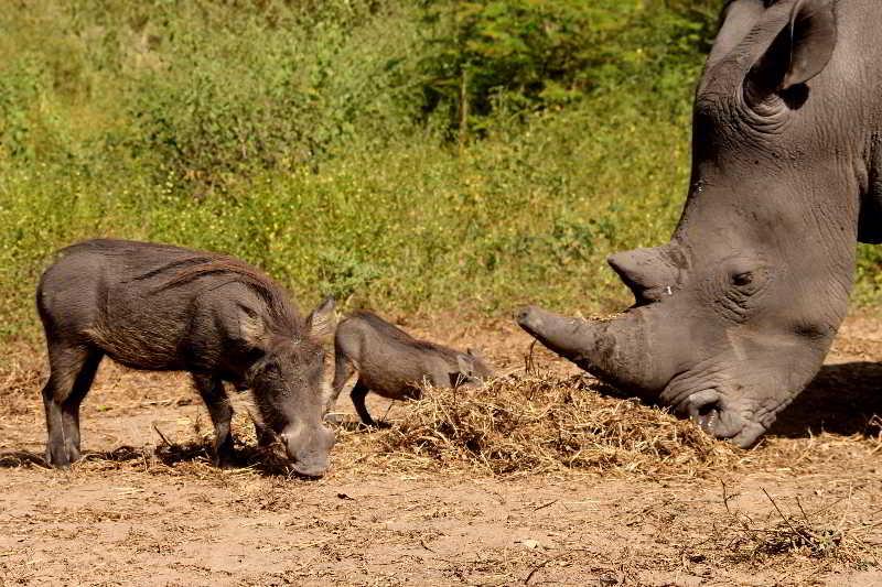 Fathala Wildlife Reserve Toubakouta Экстерьер фото
