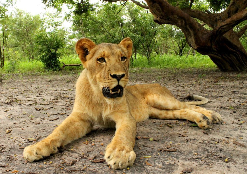 Fathala Wildlife Reserve Toubakouta Экстерьер фото