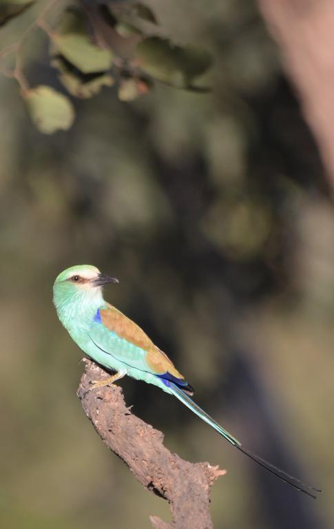 Fathala Wildlife Reserve Toubakouta Экстерьер фото