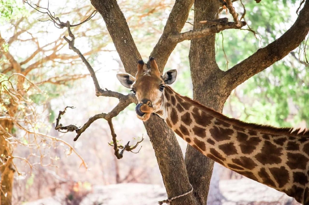 Fathala Wildlife Reserve Toubakouta Экстерьер фото